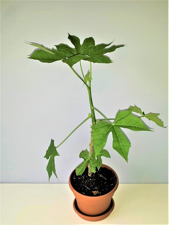 TRUE Chaya Spinach bush,4 fresh cuttings, perennial Miracle vegetable
