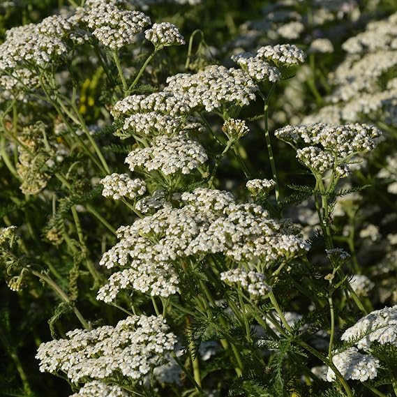 PREMIER SEEDS DIRECT - Flower Seeds - Yarrow White ACHILLEA MILLEFOLIUM - Approx 2800 Seeds - Organic