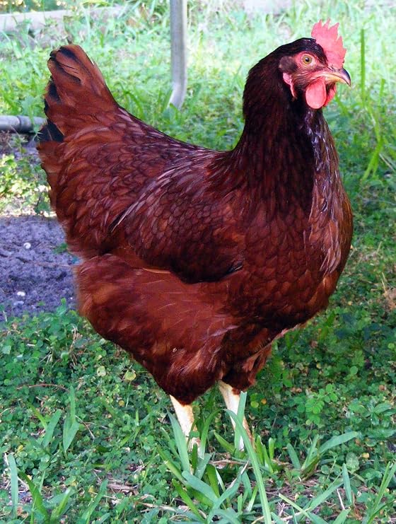 Marans hatching eggs