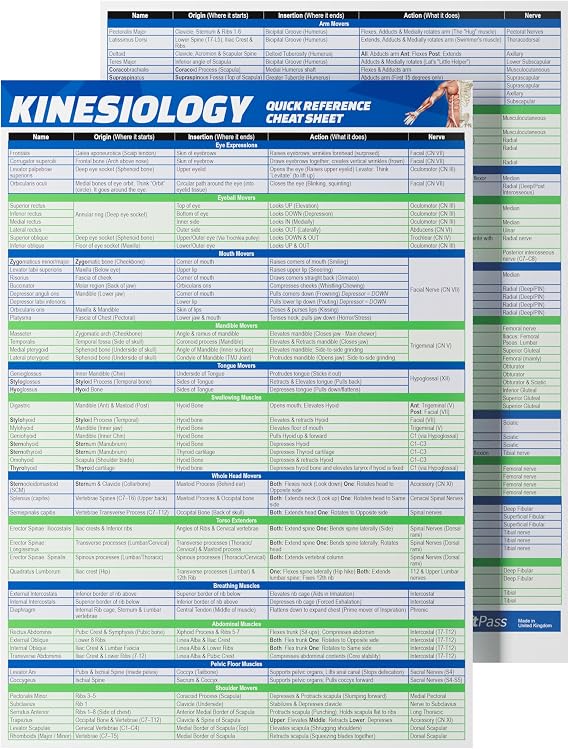 Kinesiology Study Quick Reference Cheat Sheet - Muscle Anatomy