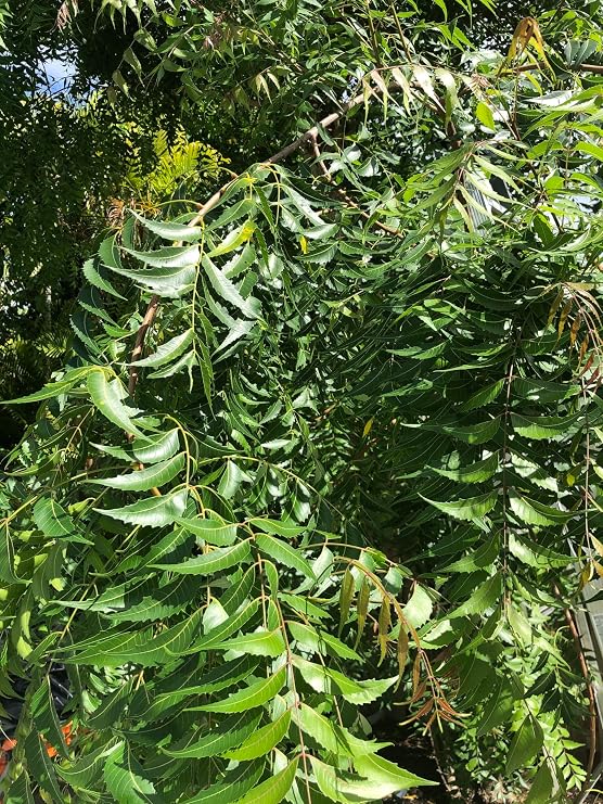 Fresh Neem Leaves (50) Margosa, Azadirachta Indica, Indian Lilac, Nimba, NIm | Handpicked, 100% Natural, Pesticide-Free, Non-GMO| Certified Fresh from Florida
