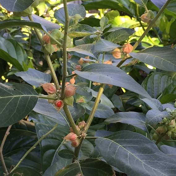 Ashwagandha (Withania somnifera) - Packet of 30 Seeds