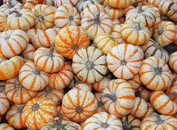 Lil' Pump-ke-mon Pumpkin Seeds - Non-GMO - 10 Seeds