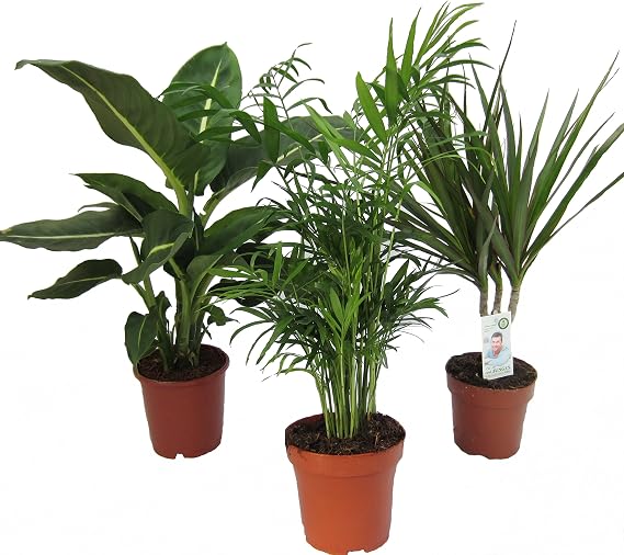 Dominik Flowers and Plants